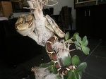 Reptiles/Installations 874-80