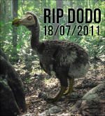 Dodo