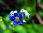 Myosotis