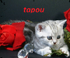 tapou