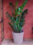 Zamioculcas