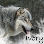 Ivory