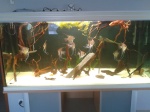 Petites annonces aquariophiles 216-32