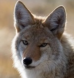 Coyote