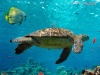 Wallpapers Turtle10