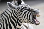 Zebrasca