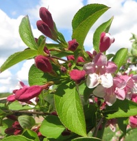 Weigela