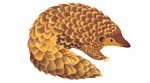 Pangolin Atrabilaire