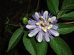 Passifloraaffinis