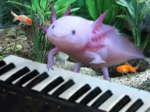 axolotlonique