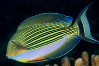 Acanthurus