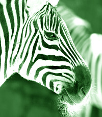 Green Zebra