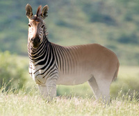 Ms Quagga