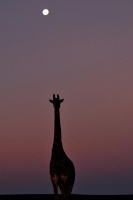 Girafe in the night