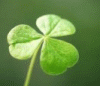 Shamrock