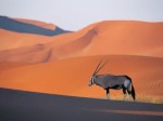 Oryx