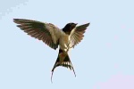 Lenna swallow