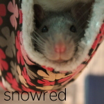 snowred