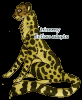 Cheetah, grown.
Uncommon outcome.

By Trisomy