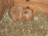 Guinea-Pigs Amber110