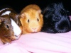 Arthur, Annie, & Rosie.