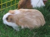 Guinea-Pigs Edie110