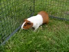 Guinea-Pigs Kiki10