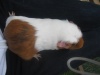 Guinea-Pigs Marmal10