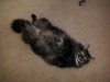 This is my cat lying on her back and staring up at the camera.  She's a dork.