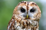 touchyOwl