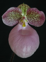 Identifikation für Orchideen 10-94