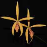 Bulbophyllum 1594-36