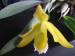 Cattleya/Laelien Hybriden 167-23