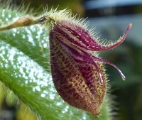 Bulbophyllum 183-32
