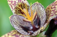 Orchideenforum 1981-25