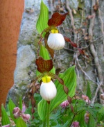 Orchideenforum 204-83