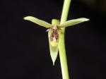 Sonstige Miniatur-Orchideen 22-52