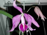 Cattleya/Laelien Hybriden 2224-36