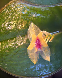 Sonstige Miniatur-Orchideen 2361-14