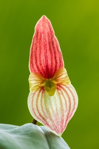 Dendrobium Naturformen 2478-79