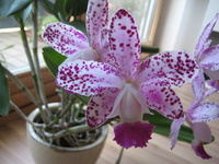 Identifikation für Orchideen 2715-13