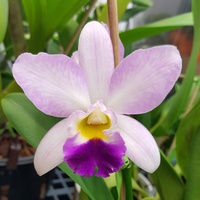 Identifikation für Orchideen 275-92