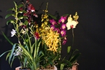 Phalaenopsis Hybriden 291-41