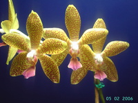 Phalaenopsis Primärhybriden 2932-15