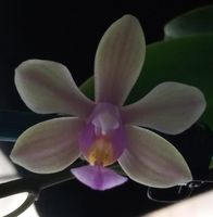 Phalaenopsis Primärhybriden 2977-70