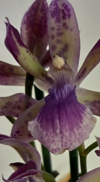 Orchideenforum 3007-17