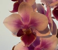 Bilder & Kulturerfolge eurer Orchideen 3091-74