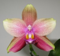 Bilder & Kulturerfolge eurer Orchideen 3107-55