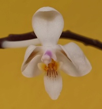 Phalaenopsis Hybriden 3260-25