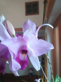 Bilder & Kulturerfolge eurer Orchideen 3288-1